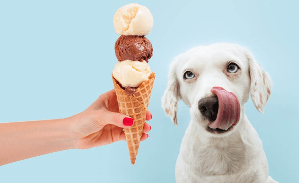 Can Dogs Have Coffee Ice Cream?
