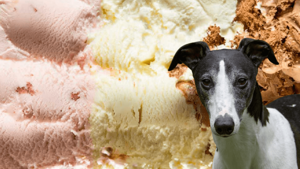 Can Dogs Have Coffee Ice Cream?