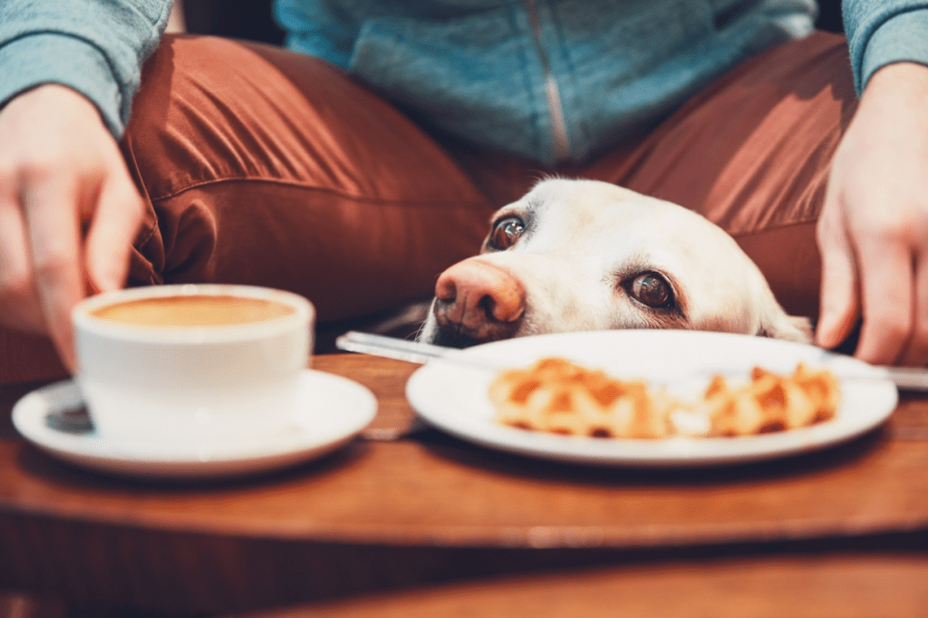 Is Coffee Bad for Dogs?