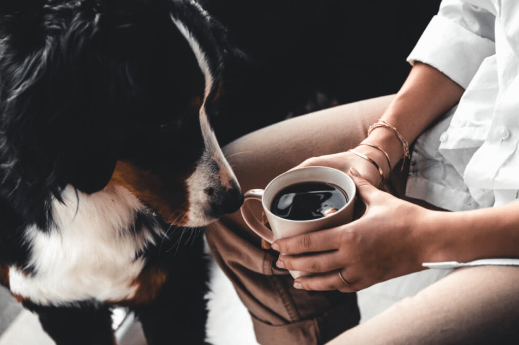 Can Dogs Have Coffee?